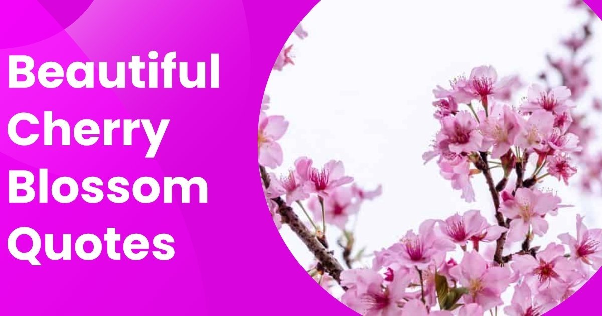 Cherry Blossom Quotes