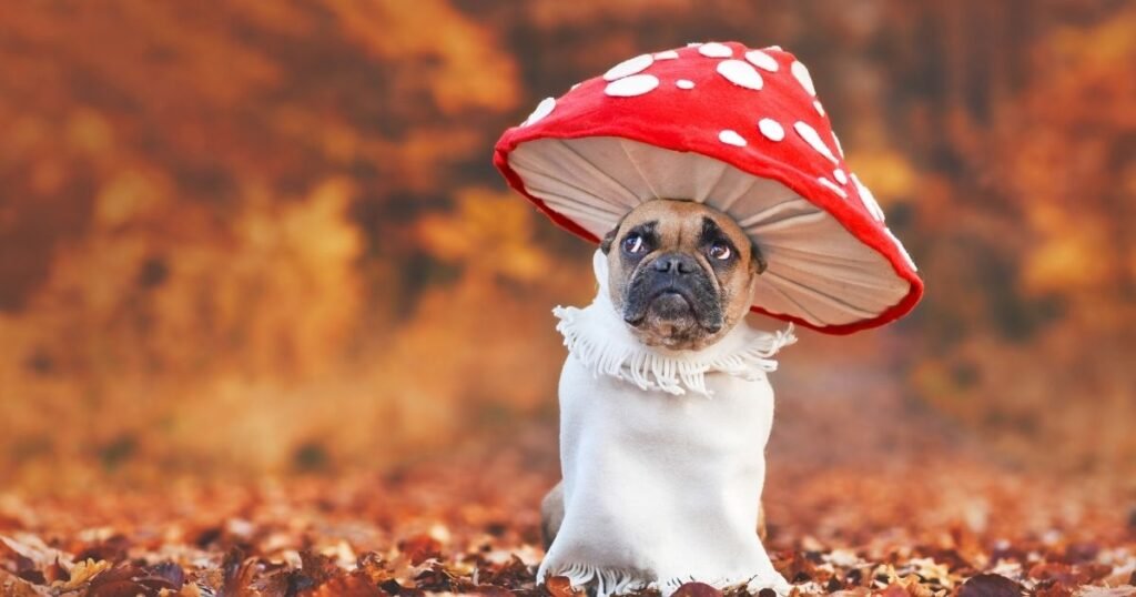 Cute and Funny Good Evening Captions