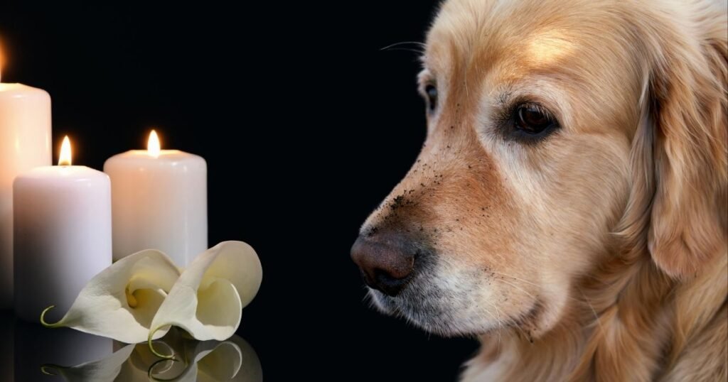 Pet Loss Condolences
