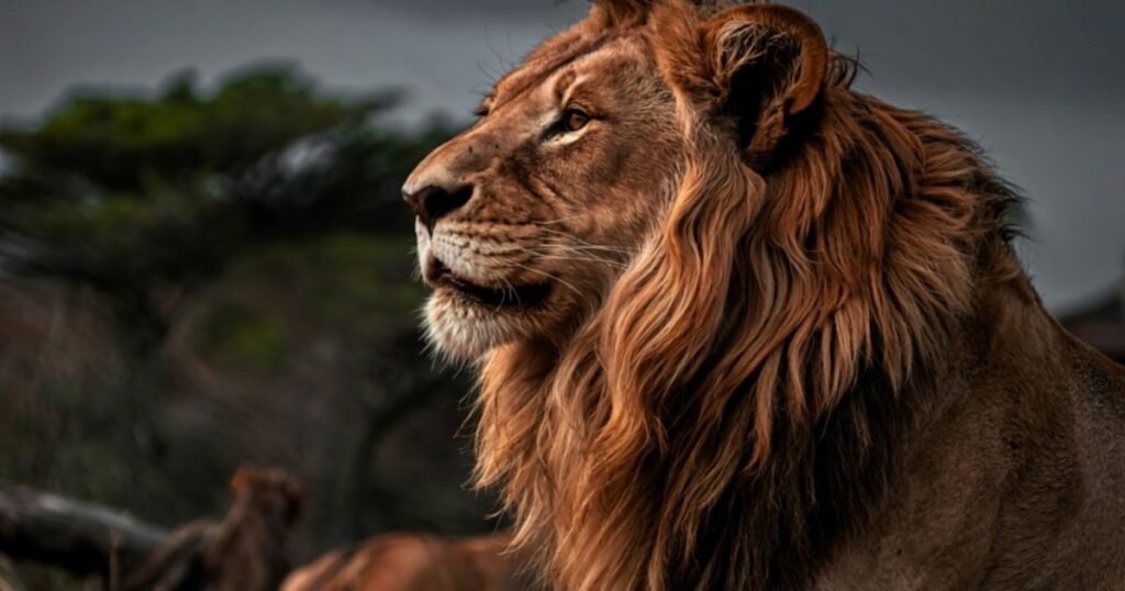 The Lion King Quotes